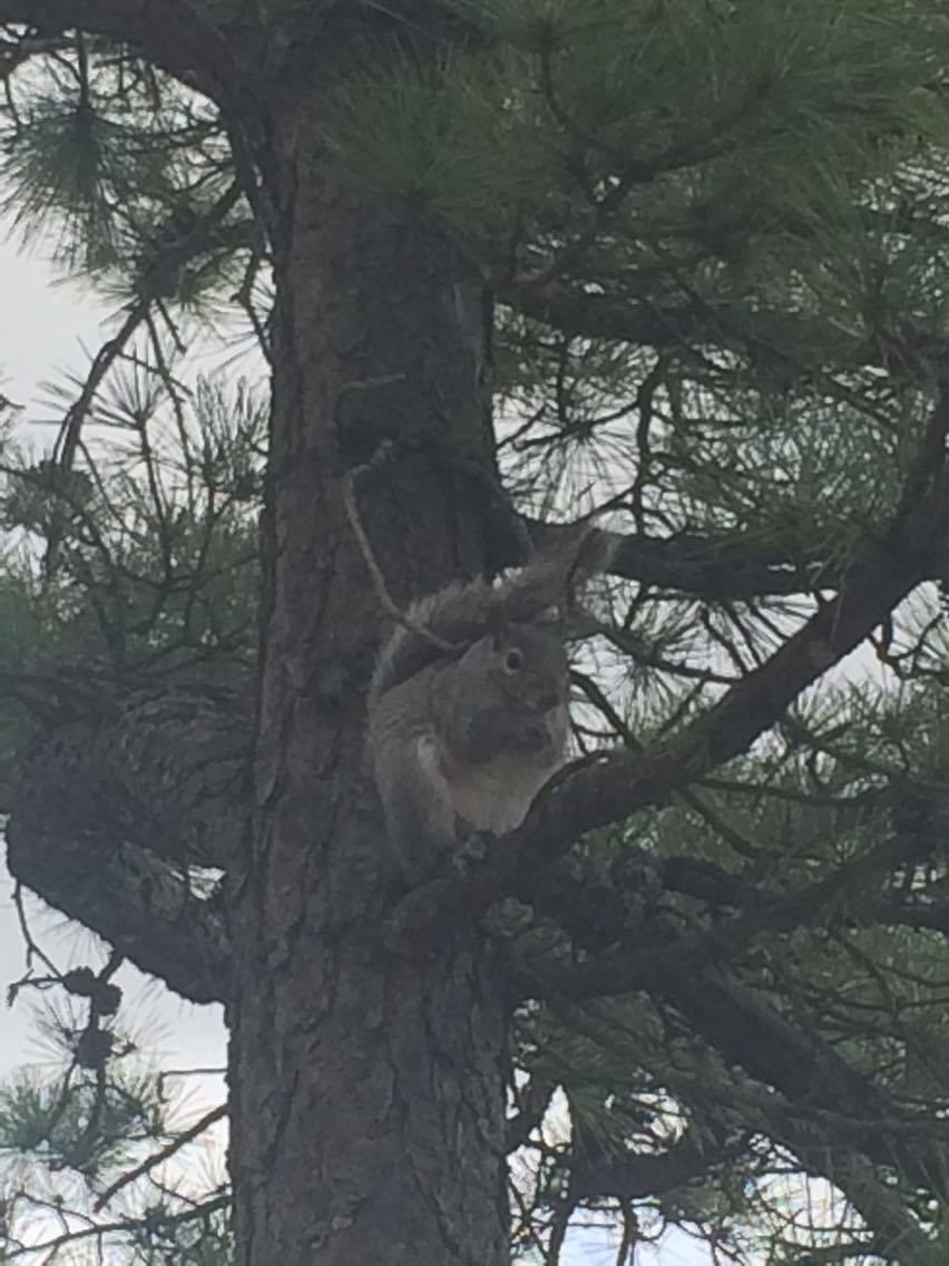 Eastern Gray Squirrel