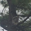 Eastern Gray Squirrel