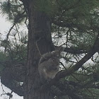 Eastern Gray Squirrel