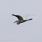 Intermediate Egret