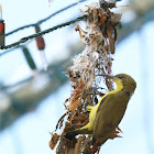 Olive-backed sunbird