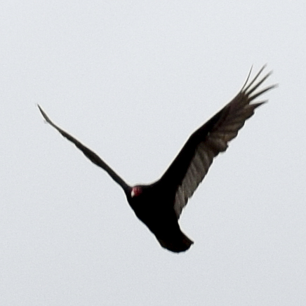 Turkey Vulture