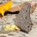 Common Evening Brown