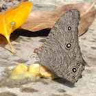 Common Evening Brown