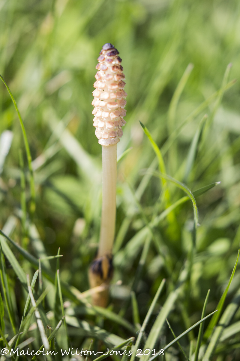 Field Horsetail