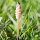 Field Horsetail