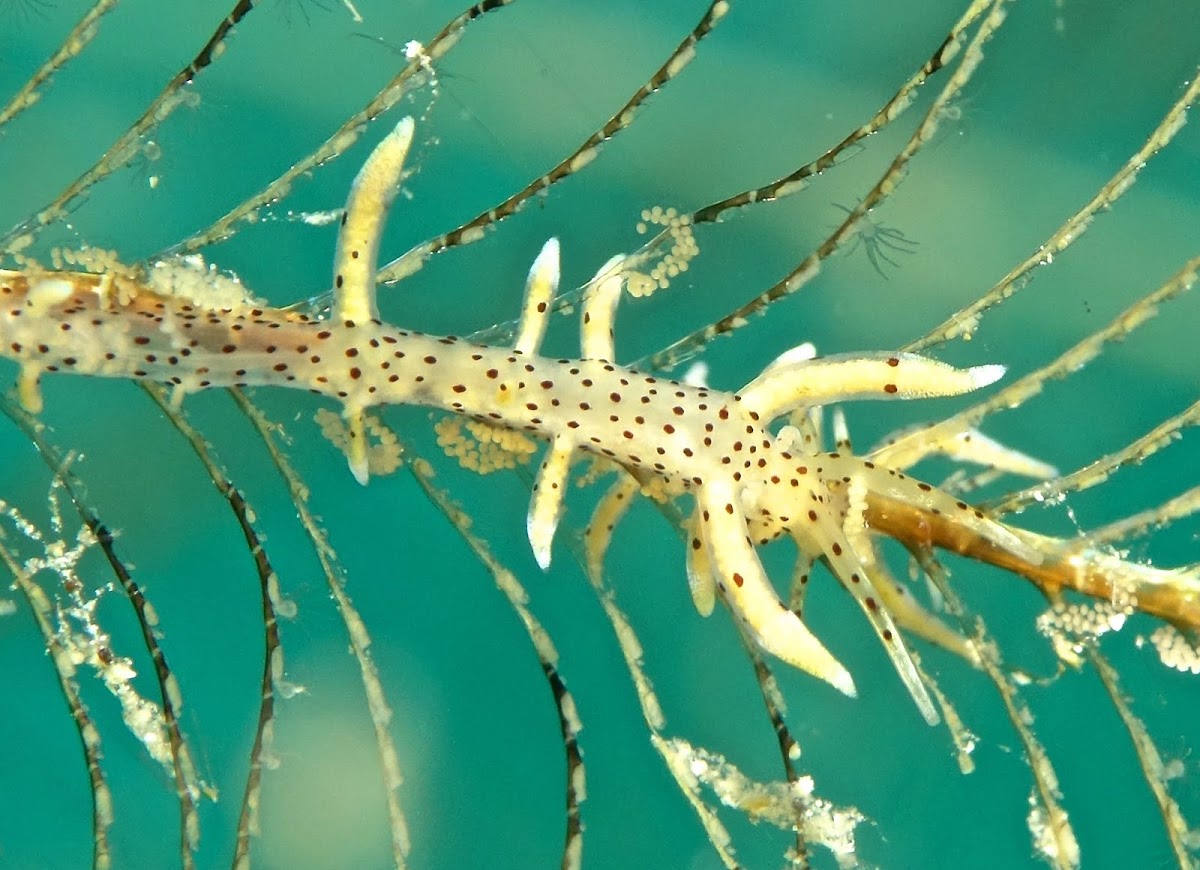 Eubranchus Nudibranch