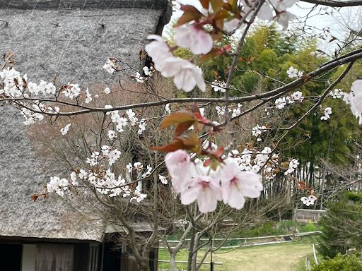 その他 の桜とコラボ 0 服部緑地公園 日本民家集落博物館 博物館に関するカスタム メンテナンスの投稿画像 車のカスタム情報はcartune