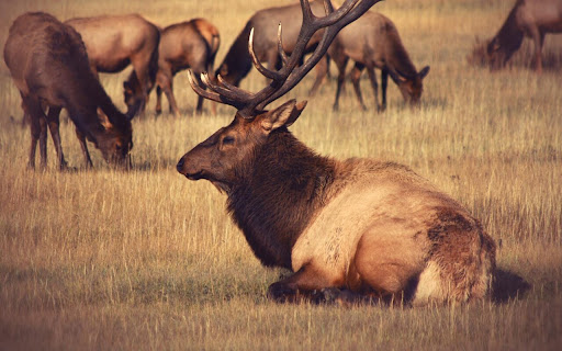 Majestic Elk Relaxes in a Golden Meadow screenshot 2