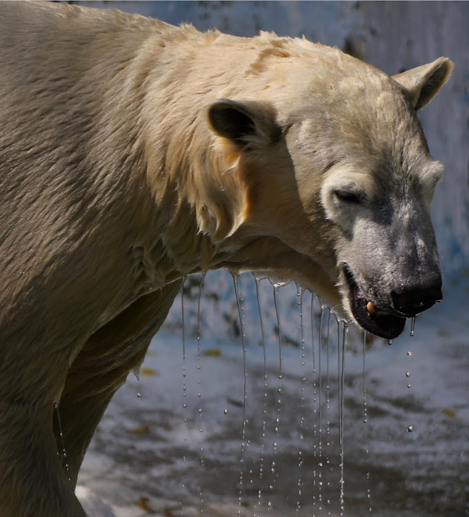 シエンタの夏休みの終わり秒読み・思い出作り・天王寺動物園・暑杉に関するカスタム事例の投稿画像7枚目