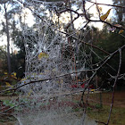 Spider Webs