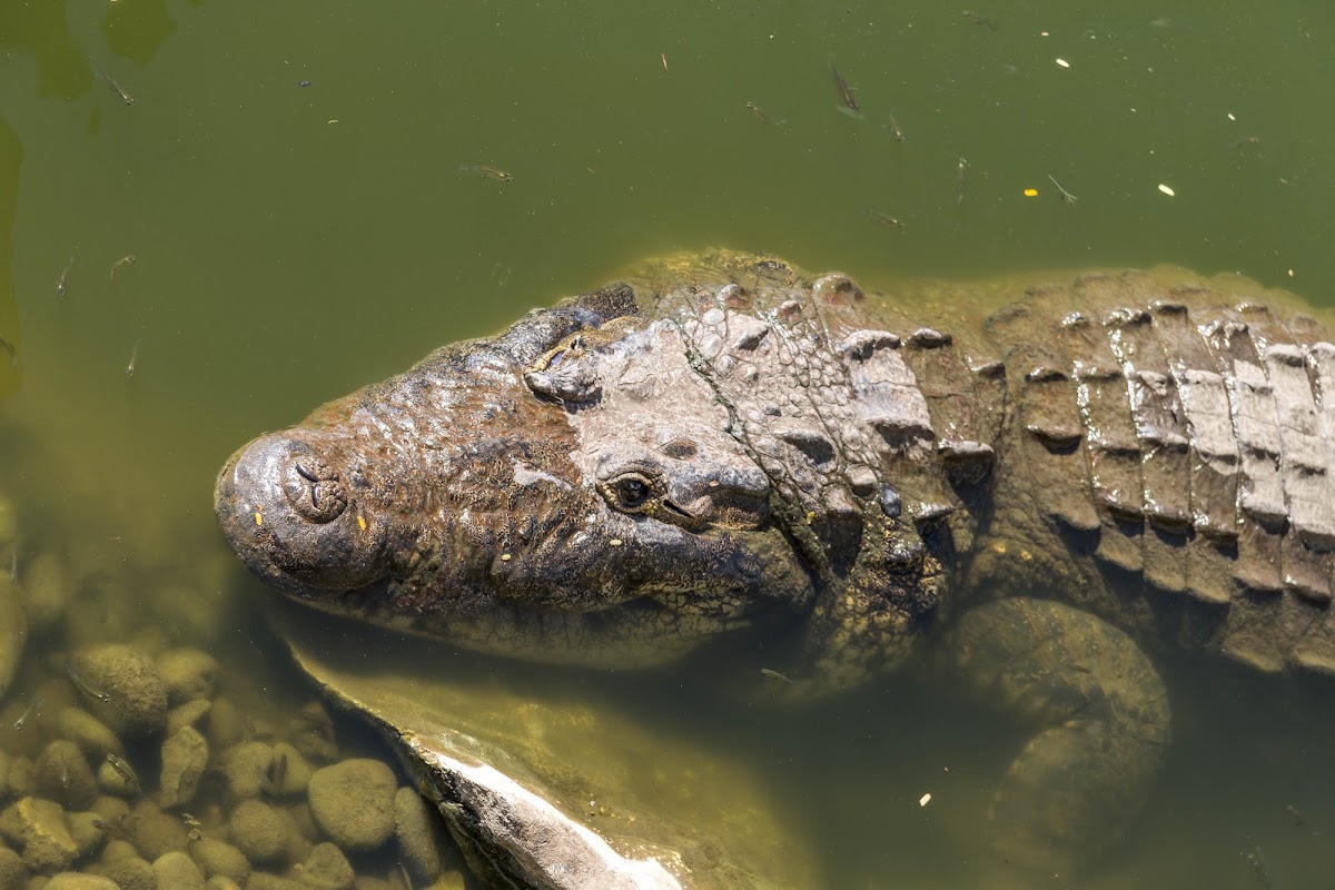 Morelet's Crocodile