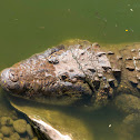 Morelet's Crocodile