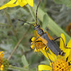 Soldier Beetle