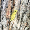 American Dagger Moth