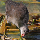 Common Moorhen