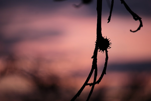 tramonto in rosa di Lorenza Bellini