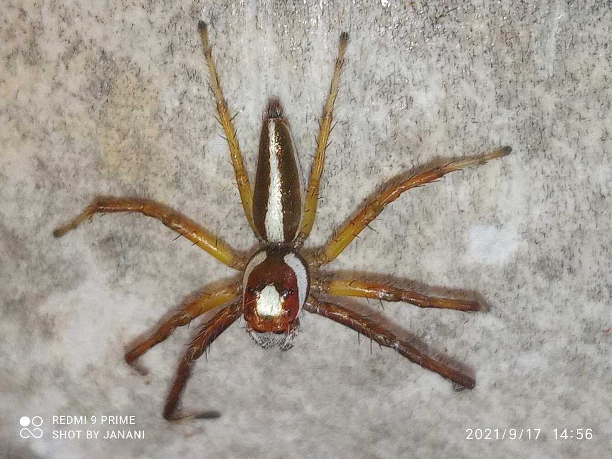 two-striped jumper ♂️