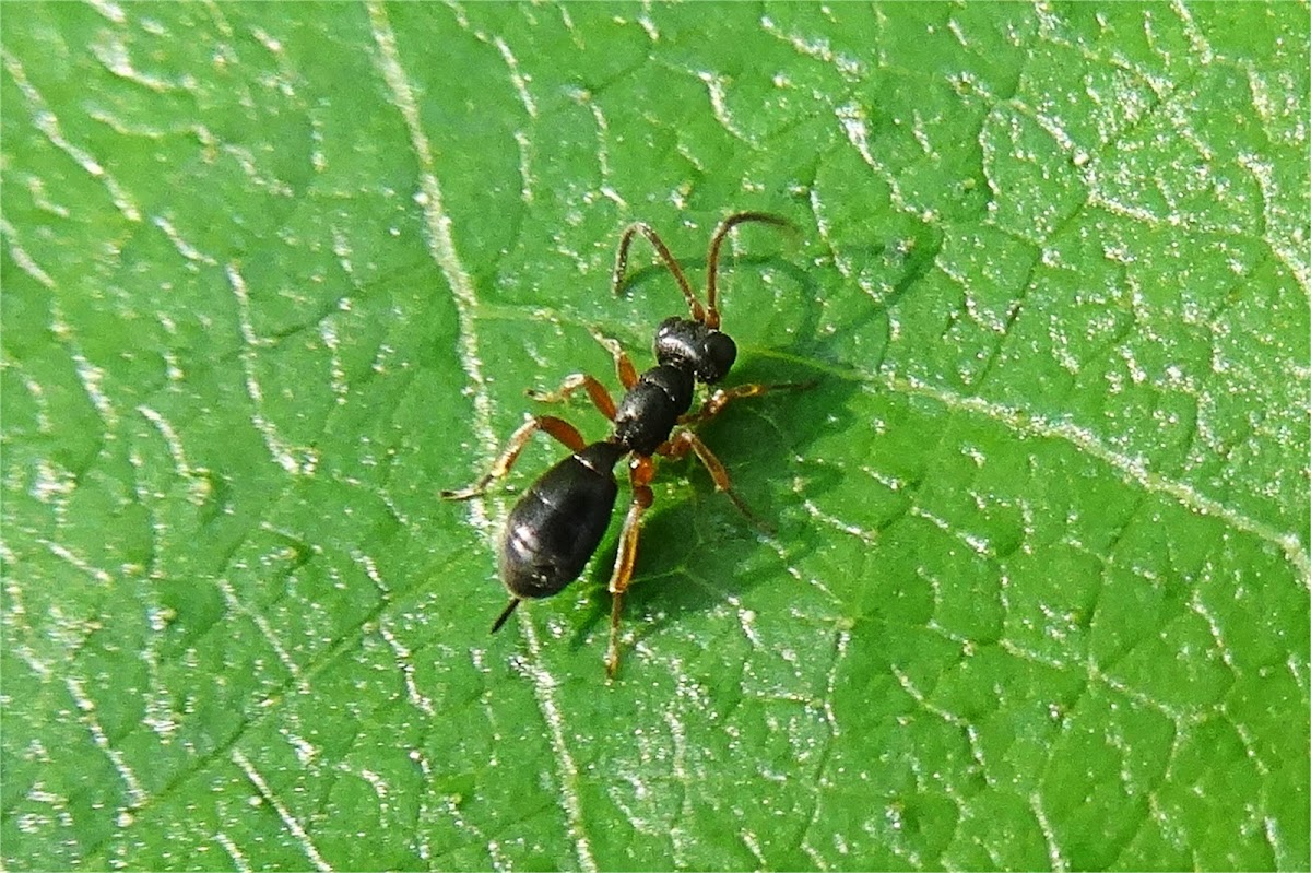 Wingless ichneumon wasp