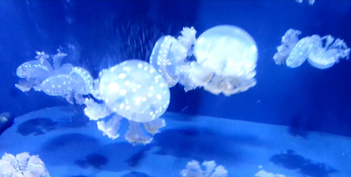 White Spotted Jellyfish