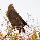 Steppe eagle