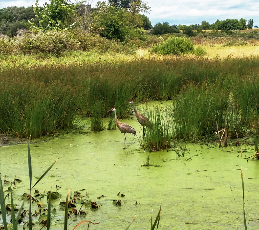 Sandhill Crane