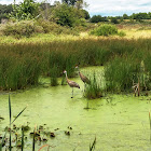 Sandhill Crane