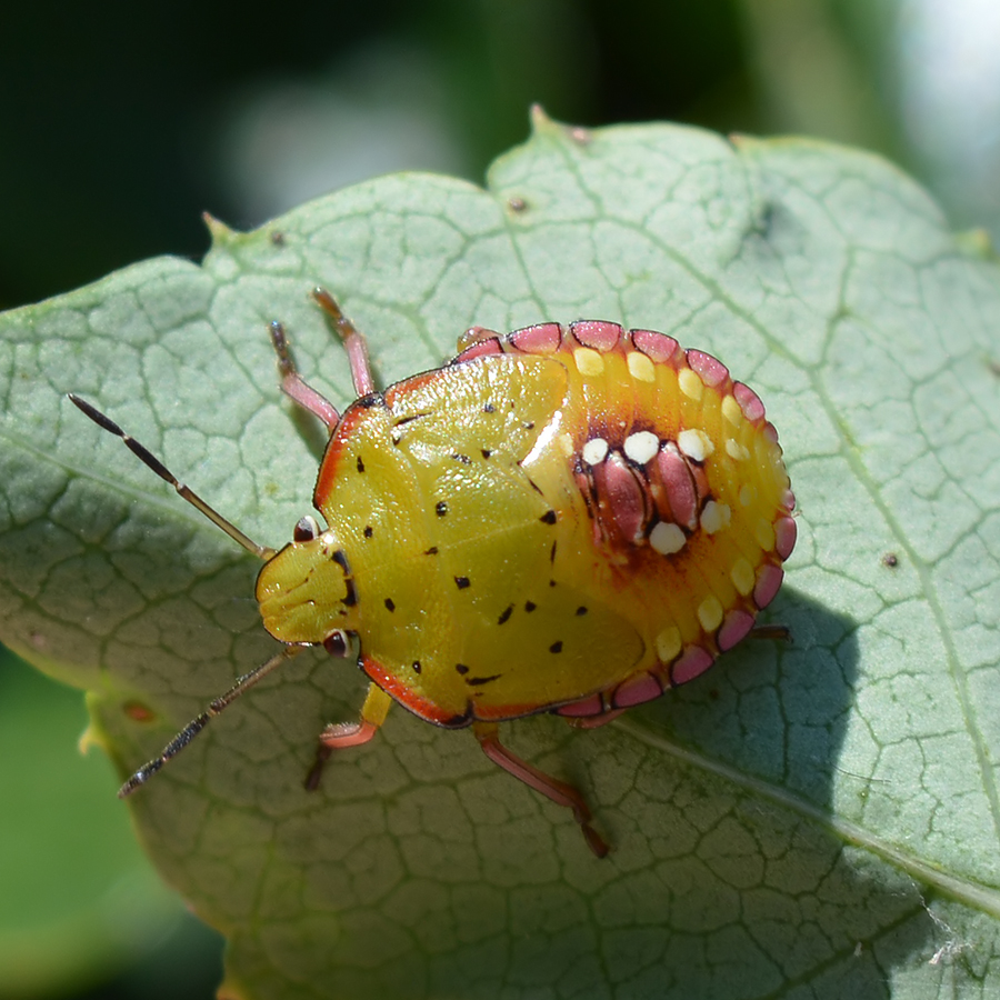 Nezara viridula