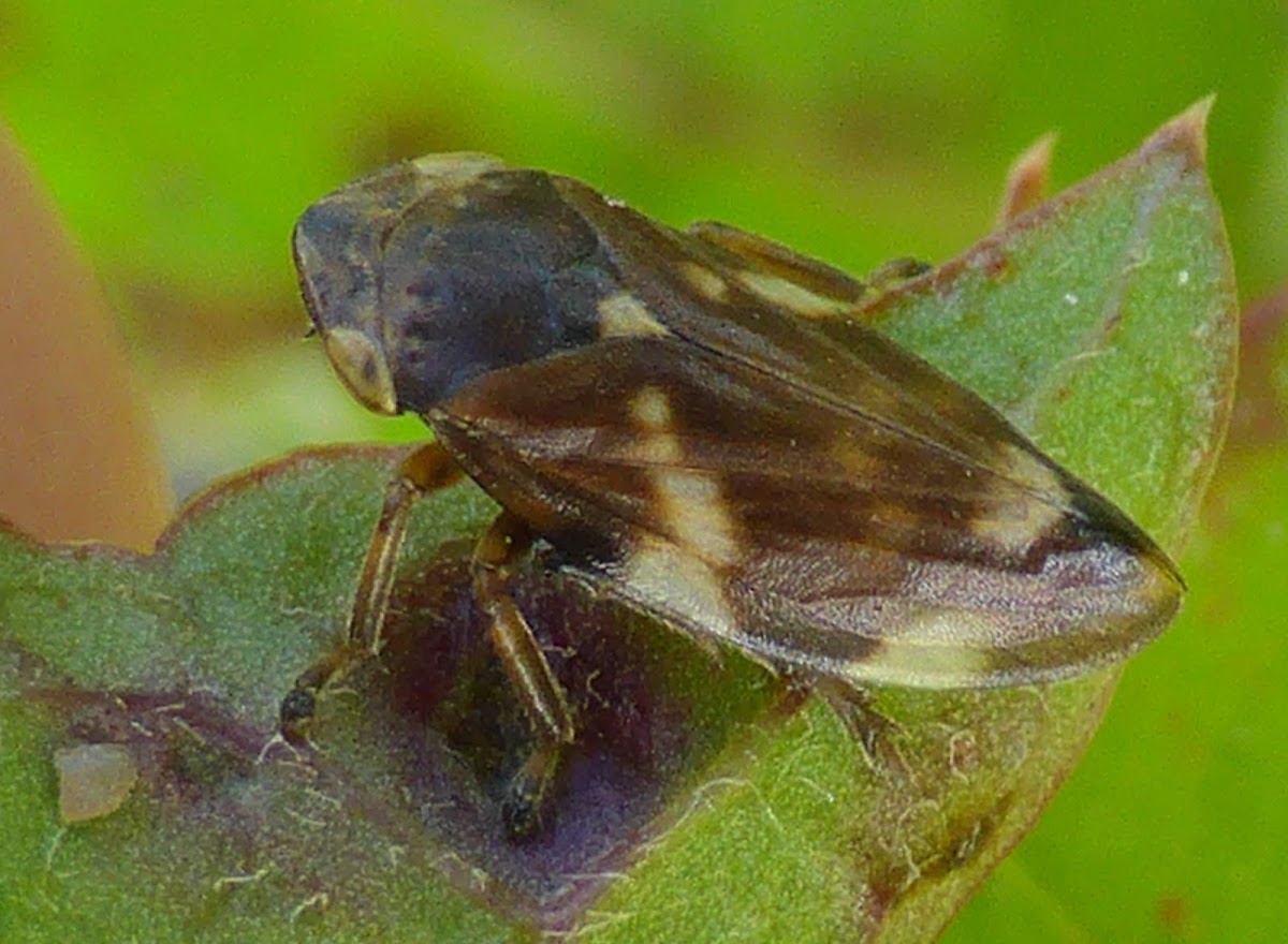 Meadow Spittlebug