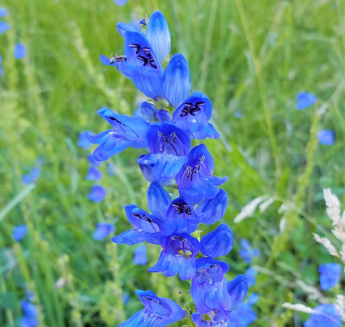 Royal beardtongue