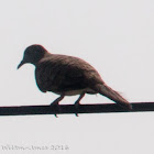 Zebra Dove