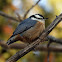 Red-breasted Nuthatch