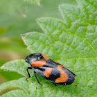 Black-and-Red Froghopper