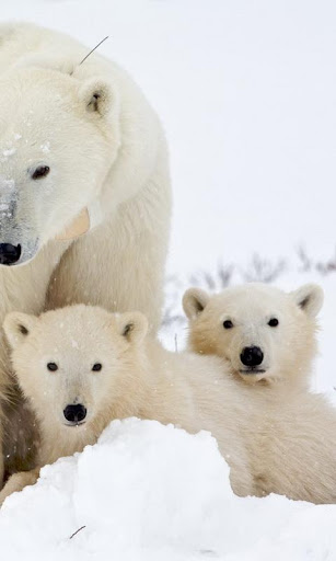 Polar Bears wallpaper