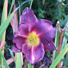 Daylily