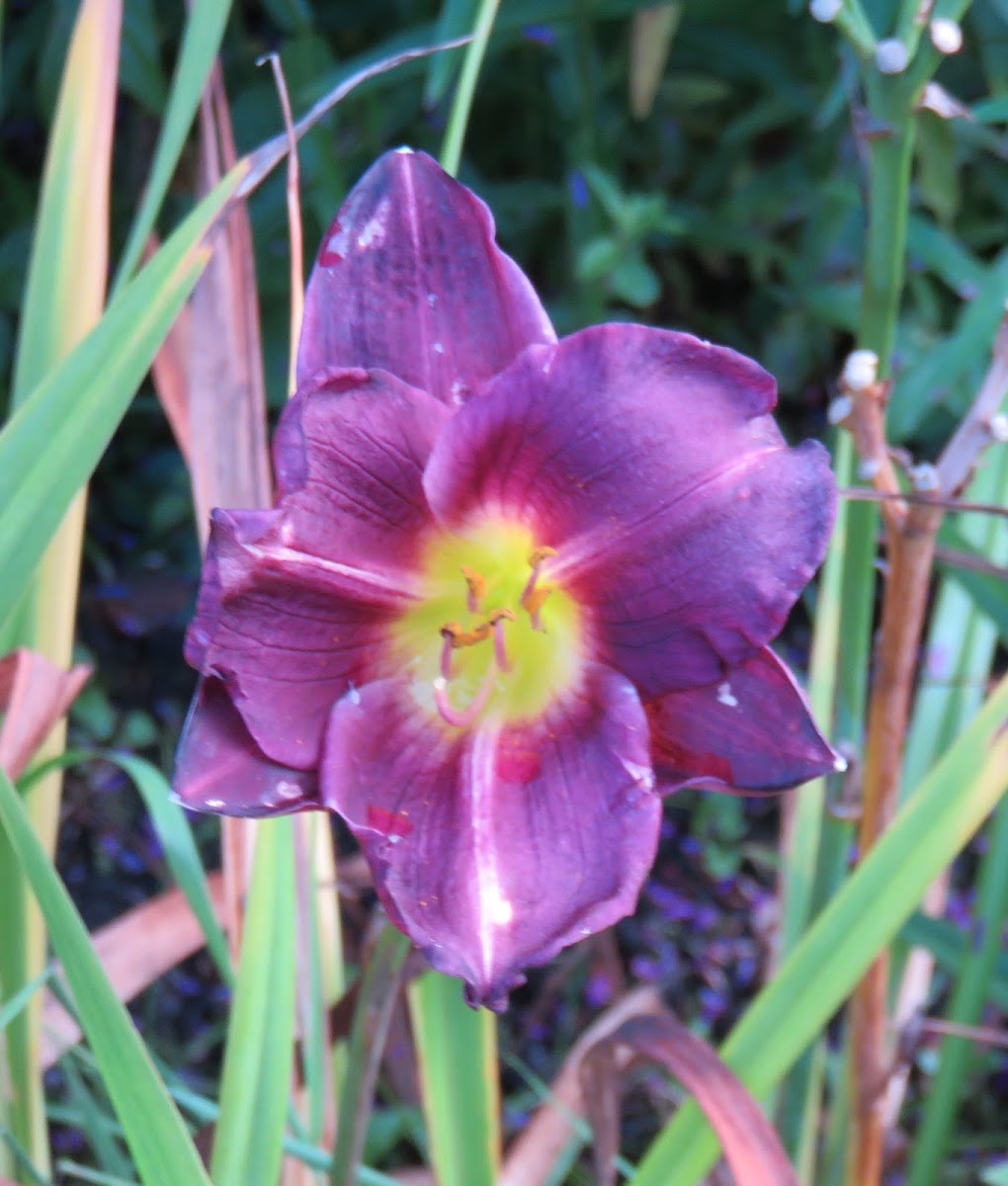 Daylily