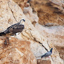 Western Osprey