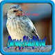 Download Kicau Burung Blackthroat New For PC Windows and Mac 1.0