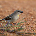 Yellow-throated Sparrow (Chestnut-shouldered Petronia)