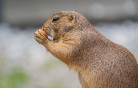 Squirrel eats carrots small promo image