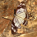 Milkweed Butterfly