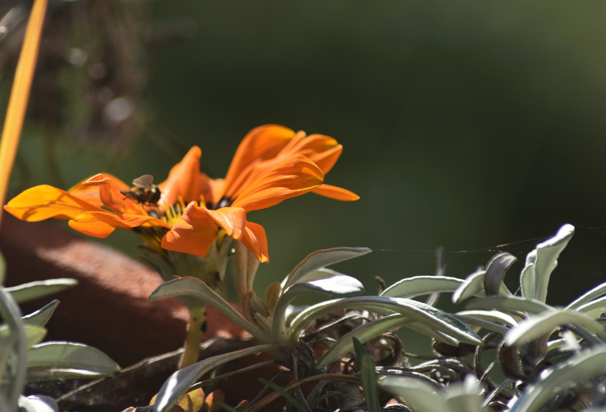 nel mio giardino di AGATA