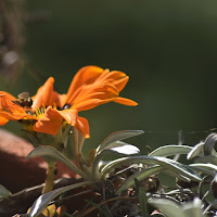 nel mio giardino di 