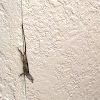 Brown Anole