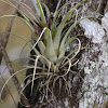 Giant Airplant