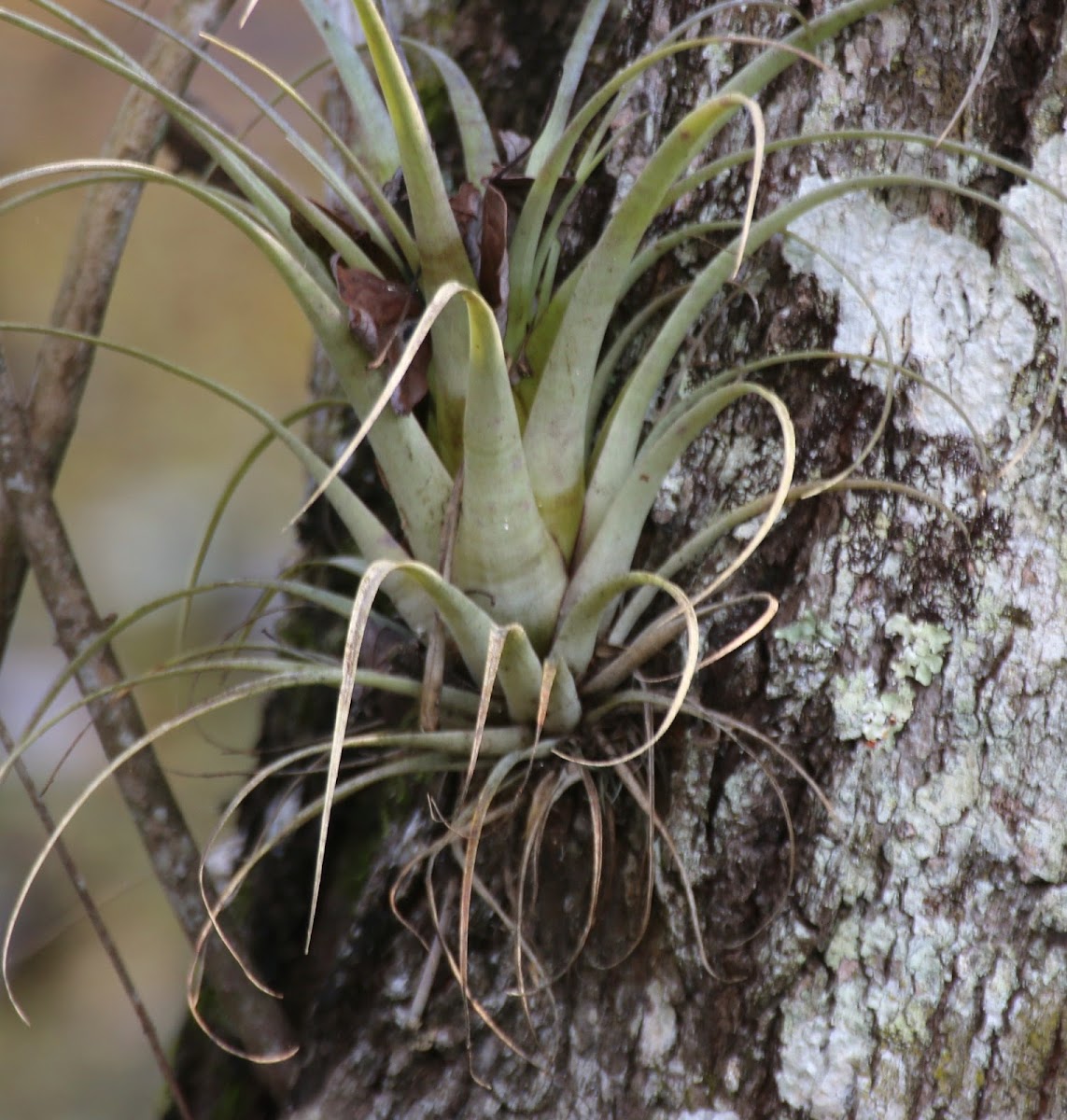 Giant Airplant