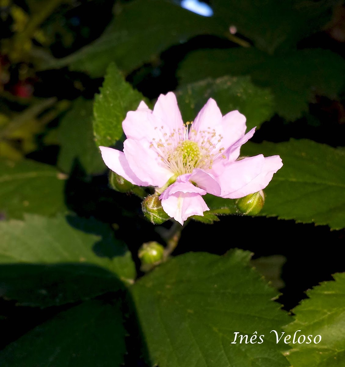 Blackberry Flower