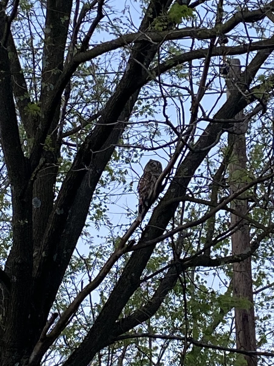 Barred Owl