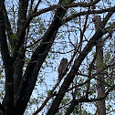 Barred Owl