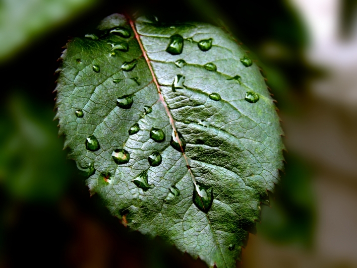 Gocce d'acqua di nicolasgrey